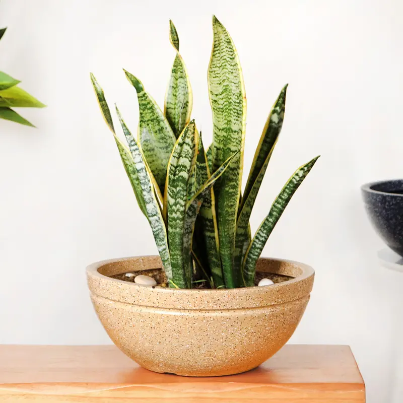 Beige Lotus-Shaped Planter – Planterra 15" X 9" Ceramic Pot 1