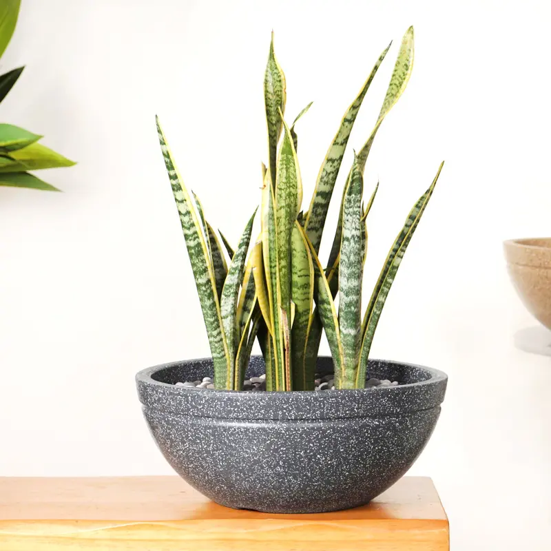 Granite-Black Lotus-Shaped Planter – Planterra 15" X 7" Round Pot 1
