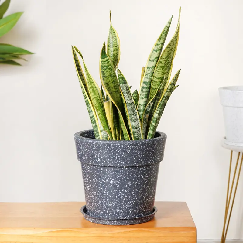 Grey Ceramic Planter With Drainage Plate – Planterra 10" X 9" Minimalist Pot 1