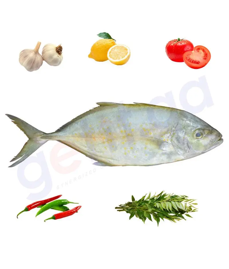Jash Whitefin Trevally – Medium Whole Fresh Fish (Arabic: جش) 1