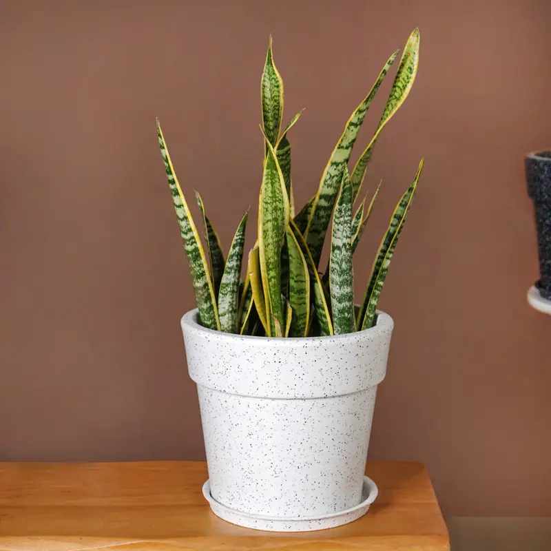 White Ceramic Planter With Drainage Plate – Planterra 10" X 9" Compact Pot 1